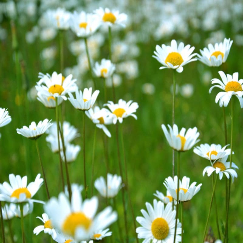 daisy flowers in a bed of grass